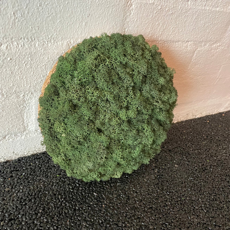 Mørkegrøn mos cirkel 20 cm. 2. sortering
