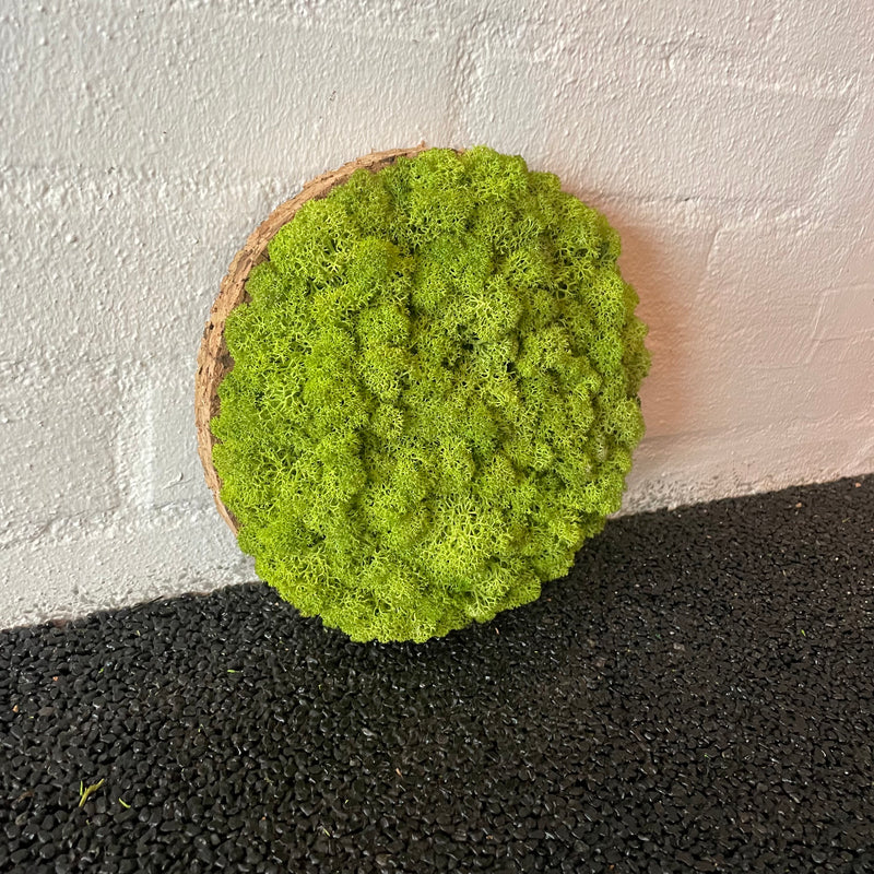Lysgrøn mos cirkel 20 cm. 2. sortering