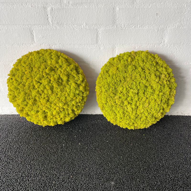 Limegrøn mos cirkel 30 cm. 2. sortering