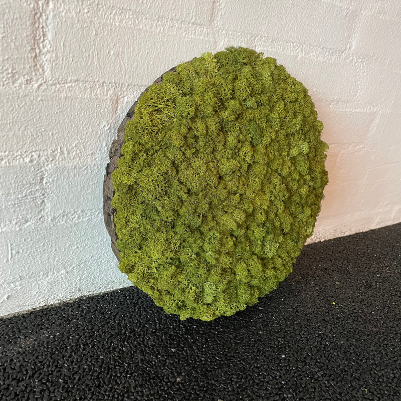 Mediumgrøn mos cirkel på brændt kork, 30 cm. 2. sortering