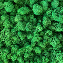 Ægte skovgrønt reindeer mos