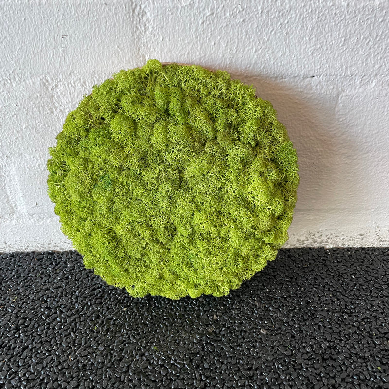 Lysgrøn mos cirkel 30 cm. 2. sortering, udgået farve