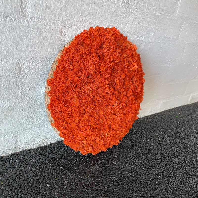 Orange mos cirkel 25 cm. 2. sortering