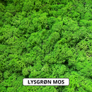 Lysgrøn reindeer mos.