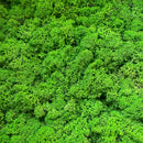 Ægte lys grøn reindeer mos