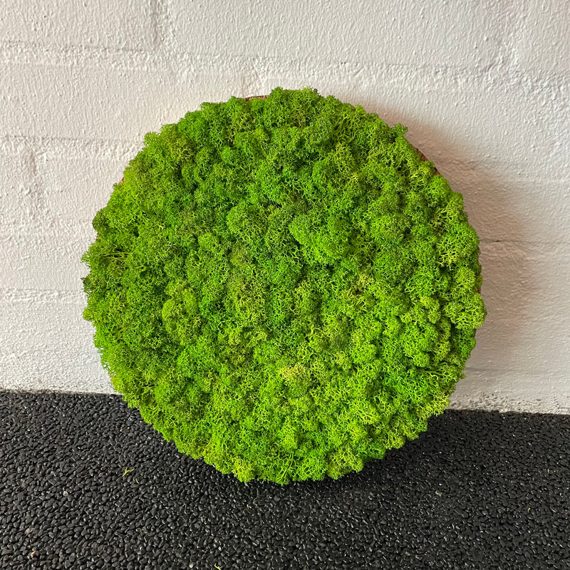 Lysgrøn mos cirkel 30 cm. 2. sortering