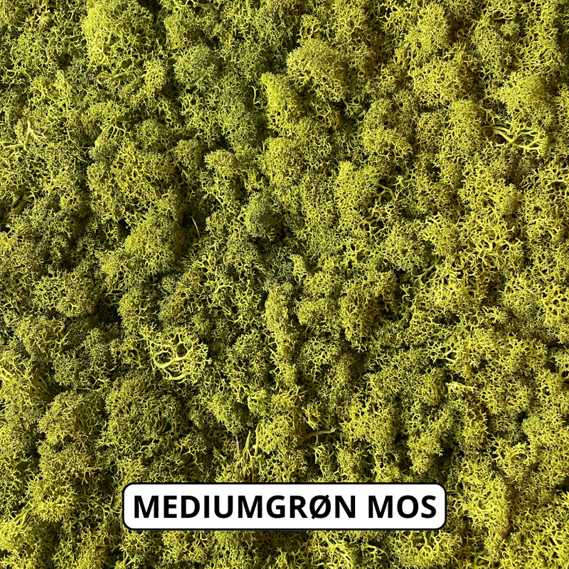 Medium grøn reindeer mos.