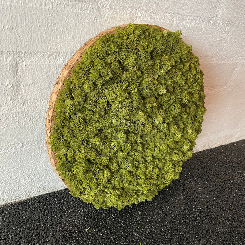 Mediumgrøn mos cirkel, 30 cm. 2. sortering