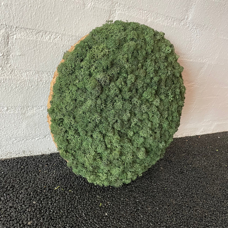 Mørkegrøn mos cirkel 30 cm. 2. sortering