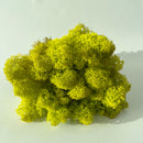 Ægte limegrønt rensdyrmos med busket udseende og forgrenede mønstre.