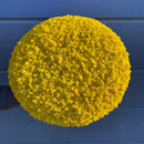 OEKOBOARD Premium - Halo mos cirkel