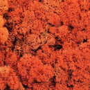 Ægte orange rensdyrmos med tæt tekstur og naturlige variationer, muligvis med små kviste.