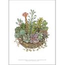 En krukke fyldt med sukkulenter i grønne, pink og brune nuancer på hvid baggrund.