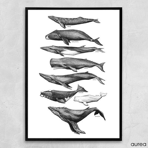 Plakat Tirsdag: Hval plakat fra Aurea