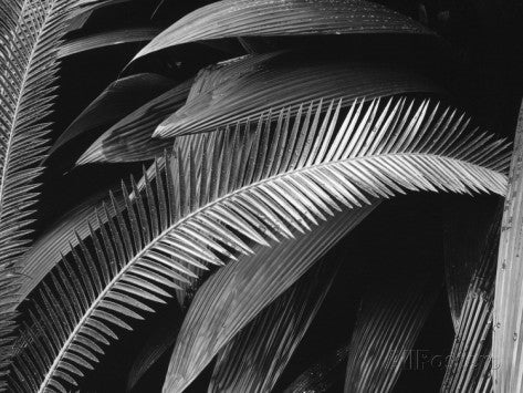 Sort/hvid plakater med botaniske motiver
