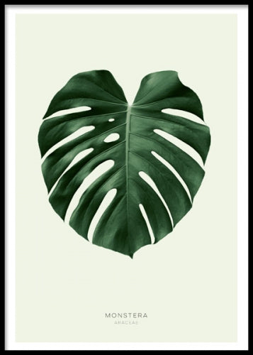 Plakater med monstera planten
