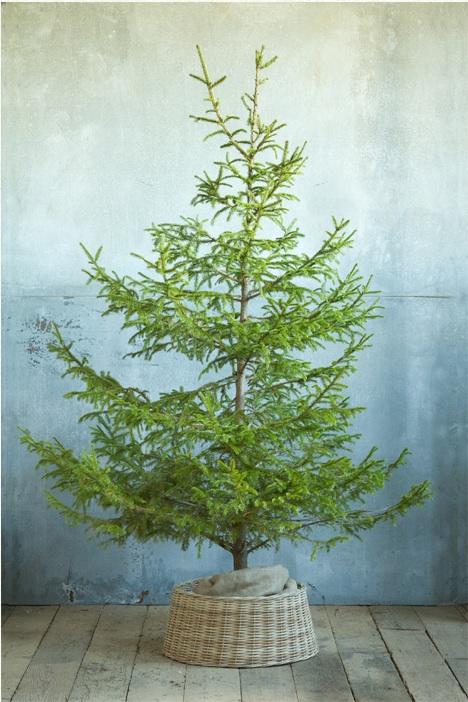 Juletræ nu