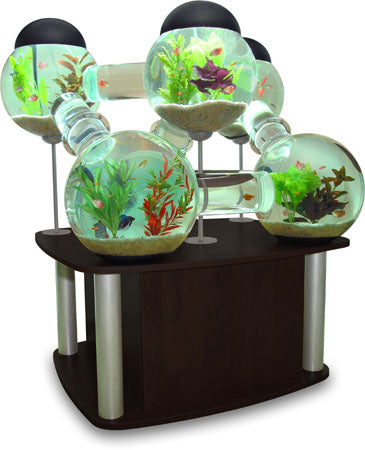 Blæksprutte-fiske-tank