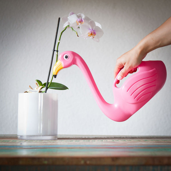 Flamingo vandkande