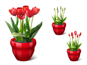 Blomster på bloggen