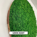 OEKOBOARD Premium - Skovgrøn mos cirkel