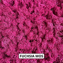 OEKOBOARD - Bogstav med reindeer mos (1 bogstav)