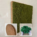 Grøn mosfirkant med korkkant på væg.