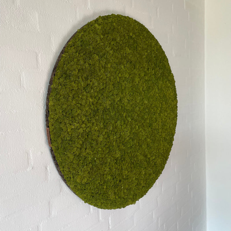 OEKOBOARD - Medium grøn mos cirkel med brændt kork
