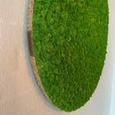 OEKOBOARD - Lys mos cirkel.