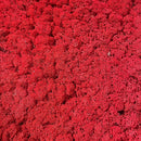 Tæt rødt rensdyrmos med busket tekstur og forgrenede, fiberrige mønstre.