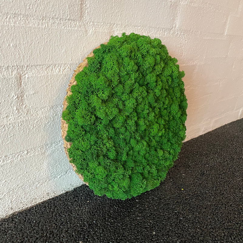 Skovgrøn mos cirkel 30 cm. 2. sortering