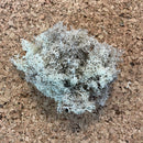 Neutral rensdyrmos på korkoverflade, lys grå, luftig og detaljeret med forgrenede mønstre.