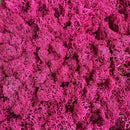 Fuchsiafarvet rensdyrmos med busket, forgrenet struktur i løs bulkform.