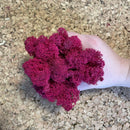 Ægte fuchsia reindeer mos