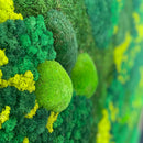 Mosaic mosbillede med fladmos, pudemos og reindeer mos. 