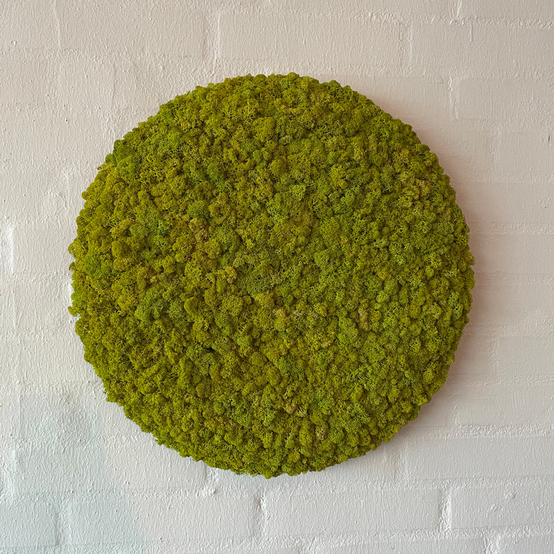 Limegrøn mos cirkel på brændt kork 47 cm. 2. sortering