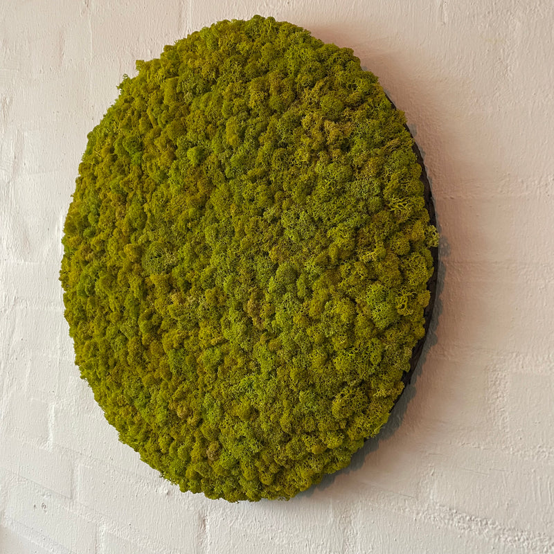 Limegrøn mos cirkel på brændt kork 47 cm. 2. sortering