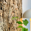 Dekorativ korkbark origin, 2,5 x 60 x 90 cm