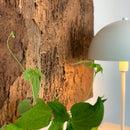 Dekorativ Korkbark exclusive, 1,5 x 61 x 91,5 cm.