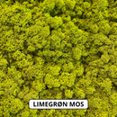 Limegrøn reindeer mos. 