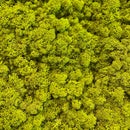 Ægte limegrønt reindeer mos