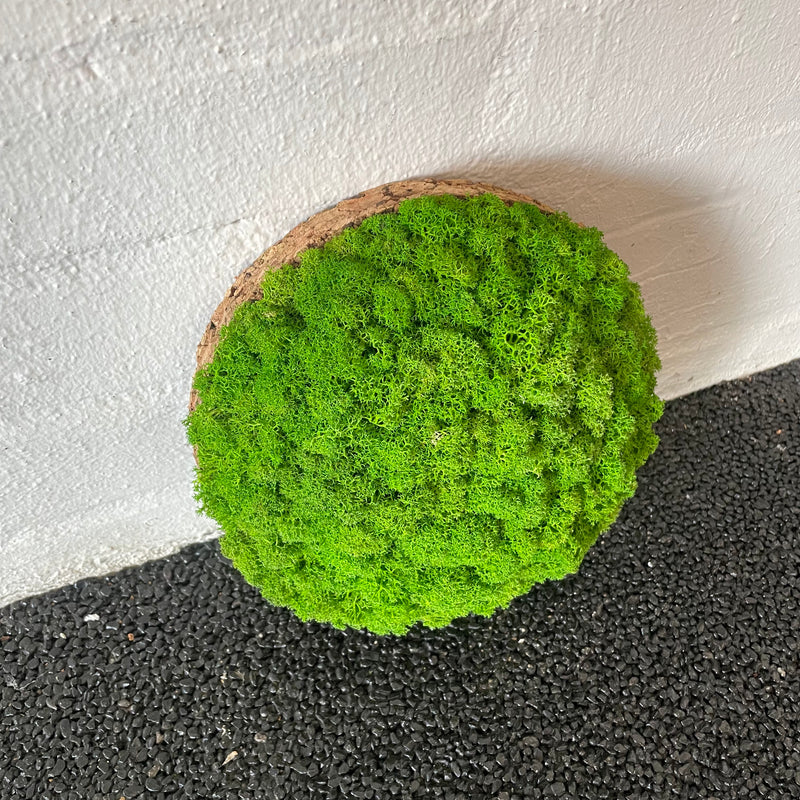 Lysgrøn mos cirkel 20 cm. 2. sortering
