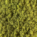 Ægte medium grønt reindeer mos