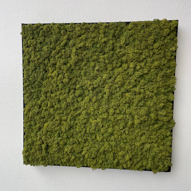 Mediumgrøn mos firkant 50x50 cm. med filt kant - Restsalg