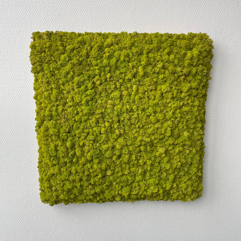 Limegrøn mos firkant 50x50 cm. - Restsalg