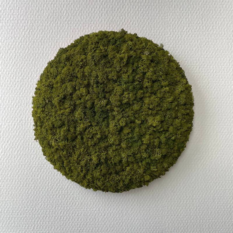 Mediumgrøn mos cirkel 30 cm. - Restsalg