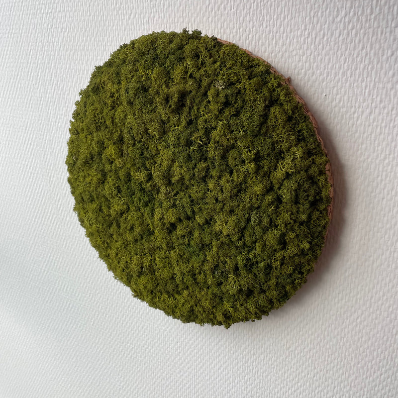 Mediumgrøn mos cirkel 30 cm. - Restsalg