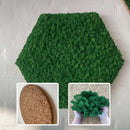 Sekskantet vægdekoration med tæt grøn mos. Indsatser viser kork og hænder med mos.