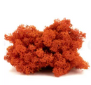 Ægte orange reindeer mos