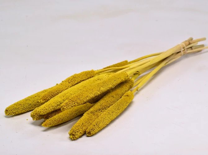 Tørrede blomster - Babala gul, 8 stk.